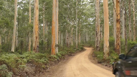 Boranup Karee Forest Stock Footage 89150070