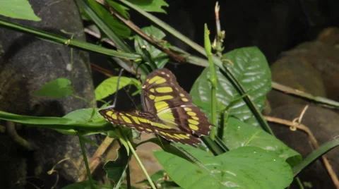 Borboleta butterfly 스톡 동영상 41900963