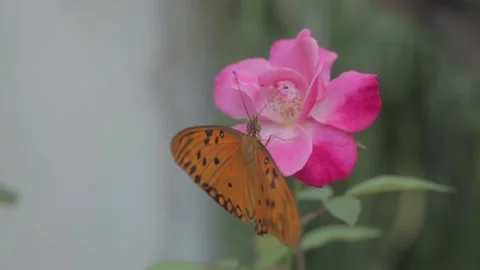Borboleta em uma rosa Stock Footage 131783379