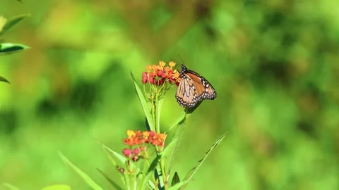 Borboleta Monarca (Danaus plexippus) Stock Footage 297647998