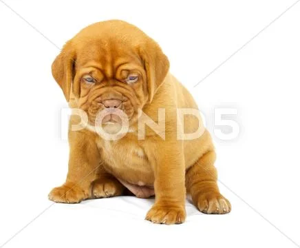Bordeaux dog puppy Stock Photos