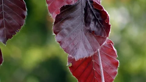 Bordeaux leaves on a tree. Stock Footage 90099073