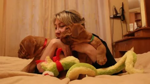 Bordeaux puppy Video stock 21891400