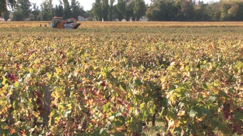 Bordeaux Vineyards Stock Footage 25302492