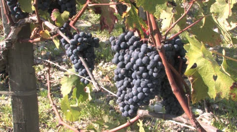 Bordeaux Vineyards Stock Footage 25302579
