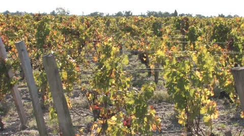Bordeaux Vineyards Stock Footage 25302603