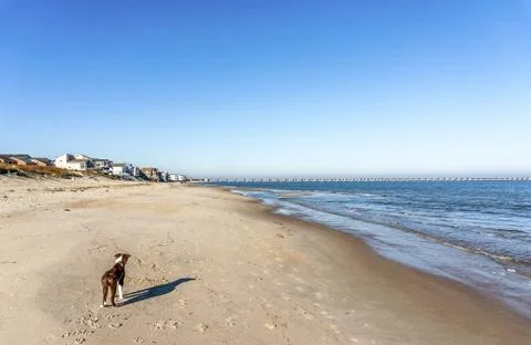 Bordeer Collie on Beach Stock Photos