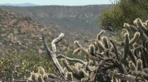 Border 005 Stock Footage 10801277