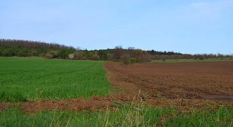 Border of arable land and fields with green wheat. Stock Photos