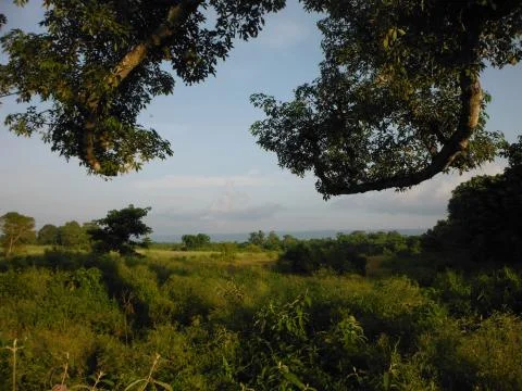 Border area between jungle and grasslands, Chitwan National Park Fotos Stock