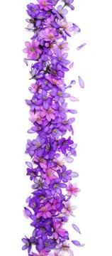 Border of beautiful spring flowers Stock Photos