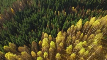 Border between birch and spruce forests in autumn colours Stock Footage 86121551