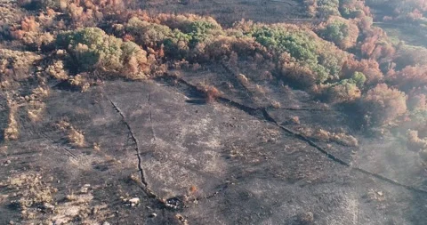 The border between a burnt landscape and a healthy green forest, Survival Lin Stock Footage 317077117