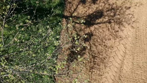 Border between forest and cultivated land, top view Stock Footage 88818658