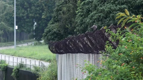 The border between Hong Kong and Shenzhen Stock Footage 199915143