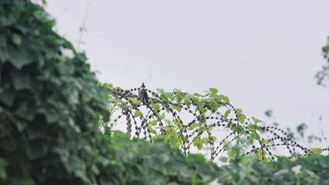 The border between Hong Kong and Shenzhen Stock Footage 199915390