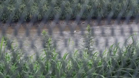 The border between Hong Kong and Shenzhen Stock Footage 199916780