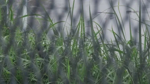 The border between Hong Kong and Shenzhen Stock Footage 199916971