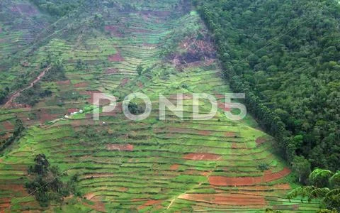 Border of the bwindi impenetrable forest in uganda Stock Photos