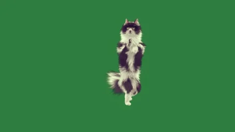 Border col and green screen scene cartoonish depth style gesture motion Stock-Footage 335697129