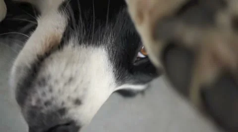 Border collie 2. Stock Footage 888070