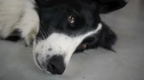 Border collie 3. Stock Footage 888072