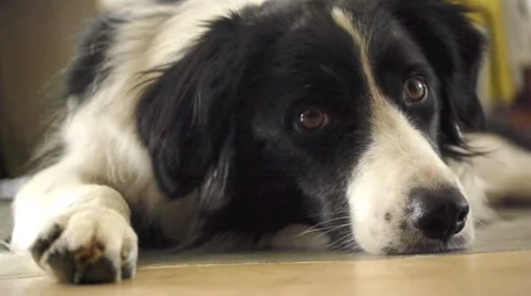 Border collie 4. Stock Footage 888076