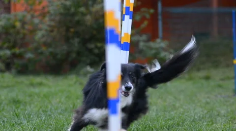 Border collie on Agility training Stock Footage 68799469