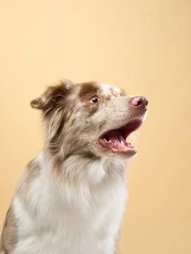 Border collie alert with head tilted Stock Photos