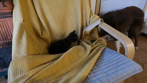 Border collie and black kitty Vídeo Stock 241604217