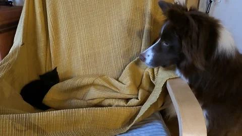 A border collie and a kitten playing around an armchair Vídeo Stock 241531032