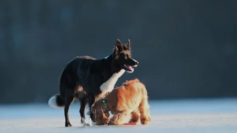 Border Collie and Spaniel joyfully play on frozen ground, chasing and stealing a Stock Footage 304617864