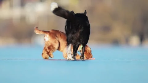 Border Collie and Spaniel zoom across icy terrain, playing and stealing a toy. Stock Footage 305094869