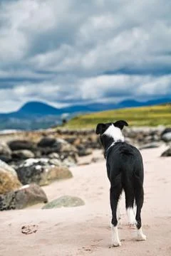 Border collie from the back looks over the Scottish beach and mountains Stock Photos