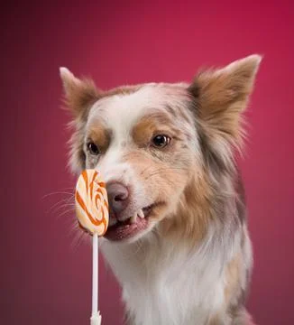 Border Collie balancing lollipop Stock Photos