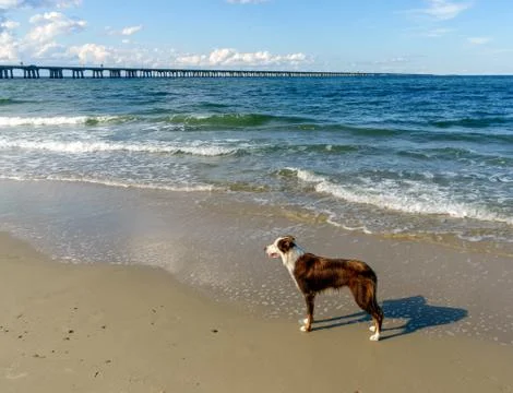 Border Collie at the Beach Stock Photos