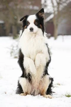 Border collie begging Stock Photos