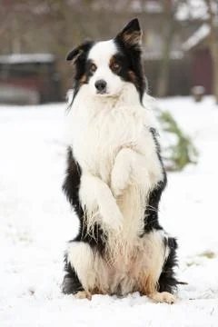 Border collie begging Stock Photos