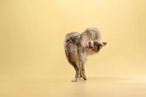 Border collie bending with tail curled Stock Photos