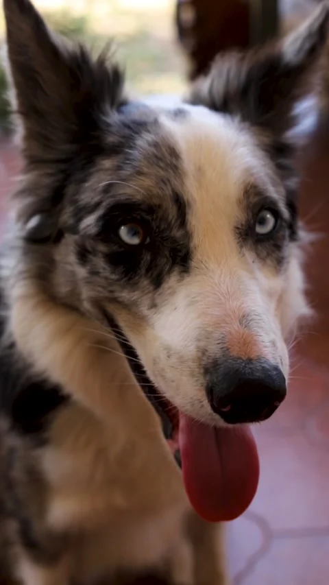 Border collie blue merle Stock Footage 281407281