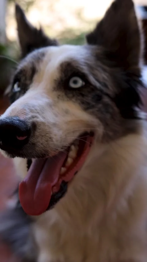 Border collie blue merle Video stock 281407571