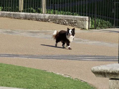 Border collie with boot Foto stock