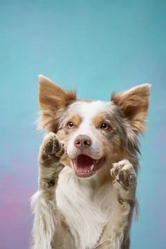 Border Collie with both front paws raised playfully Stock Photos
