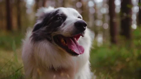 Border collie breed dog Vídeos de archivo 248683716