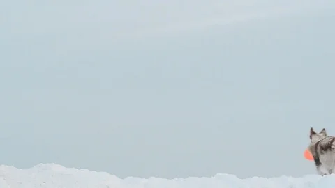 Border collie catching disk Stock Footage 70960377