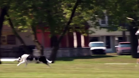 Border collie catching frisbee in mid air. Video stock 80816355