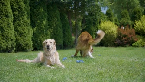 Border collie catching orange ball mid-air over green backyard lawn Stock Footage 312593040