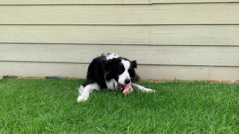 Border Collie Chewing Bone Stock Footage 128220986