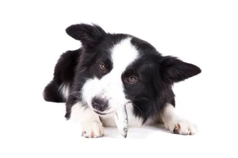 Border collie chewing a raw fish Stock Photos