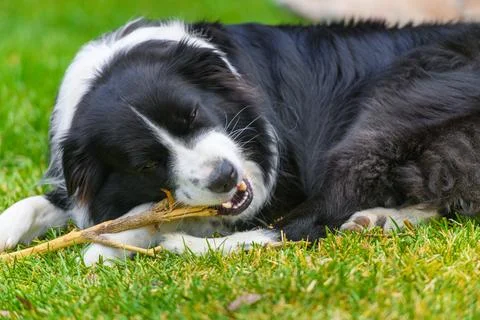 Border Collie Chewing Stick While Lying on Green Grass Stock Photos
